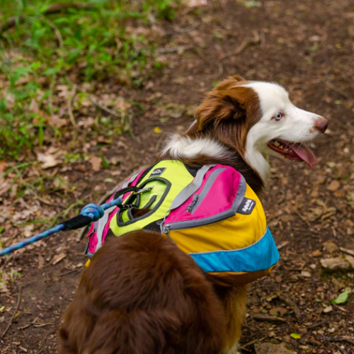 Adventure 2-Piece Dog Pack by Alpha Pak